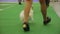 Tiny cute Pomeranians walking with owners at dog exhibition, pet training