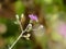 Tiny Cyanthillium cinereum flower close up