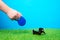 Tiny dachshund soft toy on leash roulette walks on green grass of artificial lawn, blue background. Demonstrate the use