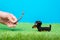 Tiny dachshund soft toy walks and plays with wooden stick with the owner on green grass of artificial lawn, blue