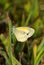 Tiny Dainty Sulphur butterfly, Nathalis iole