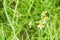 Tiny daisy in the green grass