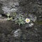 Tiny Daisy Growing on a Stone Wall