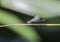 A Tiny Damselfly the Purple Dancer Argia pulla Perched on Vegetation in Mexico