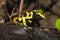 tiny dart frogs, Yelow-Banded Pison frog, Dendrobates leucomelas