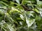 Tiny Decorated Anole, Anolis insignis, hides in vegetation, Costa Rica