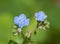 Tiny, delicate flowers of Chinese Forget-me-not