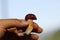 Tiny and delicious sweetness mushroom Imleria badia in manÂ´s hand. Mushroom picker boasting of his finding in Beskydy mountains,