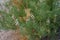 Tiny desert flowers, selective focus, purposely blurred