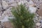 Tiny desert flowers, selective focus, purposely blurred