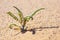 Tiny desert plant in sand.