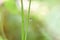 tiny dragonfly is on the grass with sunlight after raining