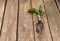 Tiny Dwarf Cavendish banana tree on wooden background. In the process of Repotting. Copy Space