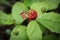 Tiny dwarf wild raspberries grow on the forest floor