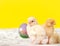 Tiny Easter chicks with hand painted Easter eggs
