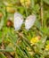 Tiny Easter Tailed-Blue butterflies mating, hanging onto grass
