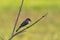 Tiny Eastern Phoebe perched on a bare tree branch