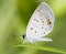 Tiny Eastern Tailed Blue butterfly resting on a blade of grass