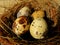 Tiny eggs Common quail bird eggs inside a nest, Quail eggs are considered a delicacy in many parts of the world