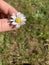 Tiny English Daisy in front of a blurry green background