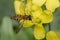 Tiny episyrphus balteatus insect on a primrose flower