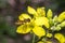 Tiny episyrphus balteatus insect on a primrose flower