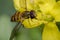 Tiny episyrphus balteatus insect on a primrose flower