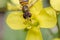 Tiny episyrphus balteatus insect on a primrose flower