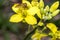 Tiny episyrphus balteatus insect on a primrose flower