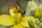 Tiny episyrphus balteatus insect on a primrose flower