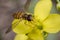 Tiny episyrphus balteatus insect on a primrose flower