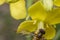 Tiny episyrphus balteatus insect on a primrose flower