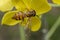 Tiny episyrphus balteatus insect on a primrose flower