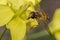 Tiny episyrphus balteatus insect on a primrose flower