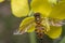 Tiny episyrphus balteatus insect on a primrose flower