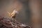 Tiny eurasian wren, troglodytes troglodyte, singing in spring forest