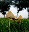 Tiny family of mushrooms in dew grass