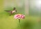 Tiny female Hummingbird feeding on a pink Zinnia