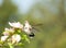 Tiny female Hummingbird feeding on a white Althea