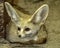 Tiny Fennec Fox