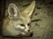 Tiny Fennec Fox