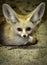 Tiny Fennec Fox