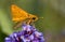 Tiny Fiery Skipper butterfly getting nectar from a purple Buddleia