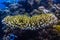 Tiny fishes living in a branching coral, closeup.