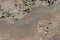 Tiny fishes swimming on a small rush of water flowing on wet mud in a rice field