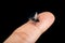 Tiny Fishing Fly on Finger Tip Isolated on Black