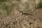 A tiny Five striped Palm squirrel near the Gotila Garden in Ahmedabad