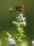 Tiny flies mating on flowers