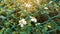 Tiny flower blossom under sunlight, pure white petals and yellow pistil blomming on green leaves plant climbing on green wire mesh