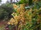 Tiny flower blossoms on a branch on a rainy day